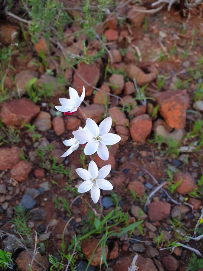 Namakwa Country Cottage Calvinia ภายนอก รูปภาพ